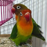 طوطی برزیلی