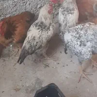 مرغ محلی تخم گذار