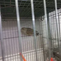 قناری و عروس|پرنده|تبریز, |دیوار