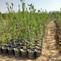 نهال گلدانی قربانی