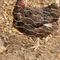 مرغ|حیوانات مزرعه|سلماس, |دیوار
