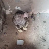 جوجه بوقلمون