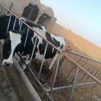 گاو|حیوانات مزرعه|سبزوار, ابارش|دیوار