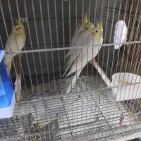 فقط طوطی سانان عروس ملنگو برزیلی کاسکو و...|پرنده|ملارد, |دیوار