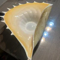 میوه خوری صدف