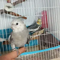 عروس هلندی نر ماده|پرنده|میاندوآب, |دیوار