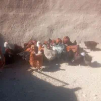 مرغ تخمگذار