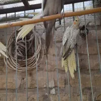 جوجه عروس|پرنده|سمنان, |دیوار