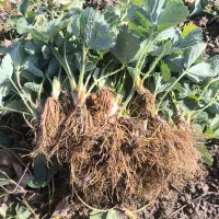 حراج نهال توت فرنگی سابرینا درجه ۱ نی ۱۵میلیون