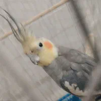قفسه پرنده