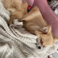 سگ نر پامر خرسی