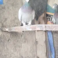 ۳ کفتر پلاکی|پرنده|خرم بید, |دیوار