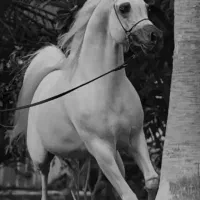 مادیان شش دنگ و کره جنس و بوته
