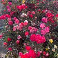 رز مینیاتوری