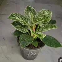 گل آپارتمانی|گل و گیاه طبیعی|مهران (ایلام), |دیوار