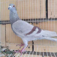 اوقون دوخط نر