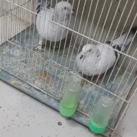 کبوتر شامی. ویک کبوتر بادکنکی|پرنده|مشهد, بهمن|دیوار