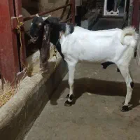نربز کاموری اصل جوان یک ساله