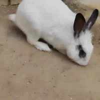 خرگوش|موش و خرگوش|ایذه, |دیوار