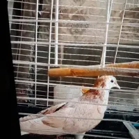 کبوتر ساده زرد. بشرط پرش