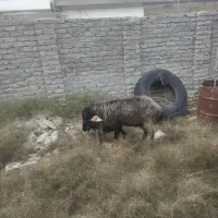 باسلام گوسفندبابره نر سالم جوان|حیوانات مزرعه|گمیشان, |دیوار