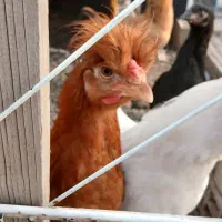 خروس چهل تاج کاکلی