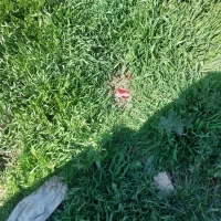 با‌سلام ‌‌مقدار‌کاه‌گندم‌برافروش.کیلو۱۵‌هزار‌مقتوع