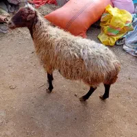 ۱عددگوسفند گوشتی برای قربانی وزن ۴۷کیلو