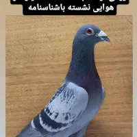 پرنده خوشتیپ ذات دار