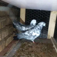 پلاکی وتهرانی سالم و سرحال  بدون هیچ علی دونه ۸۵