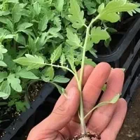 نشاع گوجه ،بادمجان،فلفل خوراکی