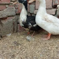 اردک|حیوانات مزرعه|فاروج, |دیوار