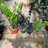 گل و گیاه آپارتمانی زاموفیلیا