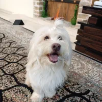 .واگذاری.به شرط تعهدنامه