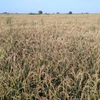 برنج شاهبنپپور/شوشتر،/پخش عمده برنح ایرانی عنبرو|عمدهفروشی|شوشتر, |دیوار