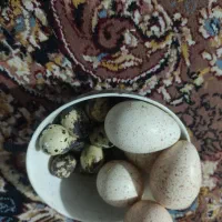 تخم بوقلمون و بلدرچین|خوردنی و آشامیدنی|گنبد کاووس, |دیوار