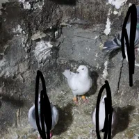 ۲۰تا کفتر بم فروشی