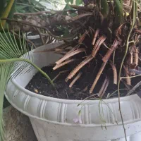 سیکاس سن و سال دار