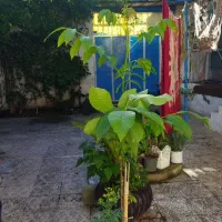 خانه ویلایی دوبلکس رشت
