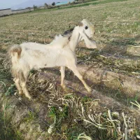 بزشیری|حیوانات مزرعه|جیرفت, |دیوار