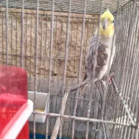 عروس هلندی  طوسی فقط  فقط یه دونه ۱۴۰۰