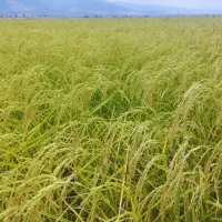 برنج دم‌سیاه اعیانی درجه 1|خوردنی و آشامیدنی|کلاله, |دیوار