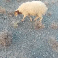 بره نر