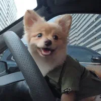 واگذاری سگ پامر