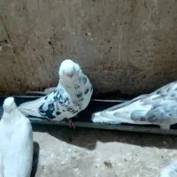 سفید|پرنده|میاندوآب, |دیوار