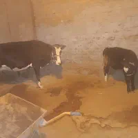 گاو جوان|حیوانات مزرعه|بیرانوند, |دیوار