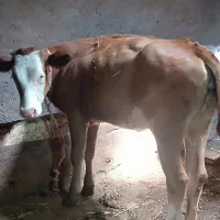 هفت عدد گوساله ماده نژاددار سمینتال وهلندی