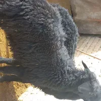 گوسفند|حیوانات مزرعه|میاندوآب, |دیوار