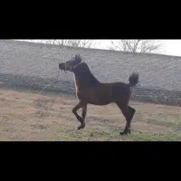 کره نریان با اصالت