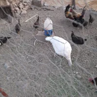 خروس و بو قلمون.سرسفید کربلای|حیوانات مزرعه|رفسنجان, |دیوار